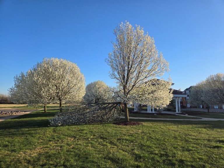 The Popular Texas Yard Tree Homeowners Are Quietly Replacing With Something Tougher
