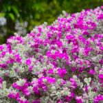 Your Hydrangeas Struggle in the Heat No Matter What You Do — Here Are the Flowering Shrubs That Thrive in Their Place