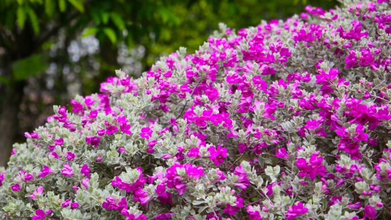Your Hydrangeas Struggle in the Heat No Matter What You Do — Here Are the Flowering Shrubs That Thrive in Their Place