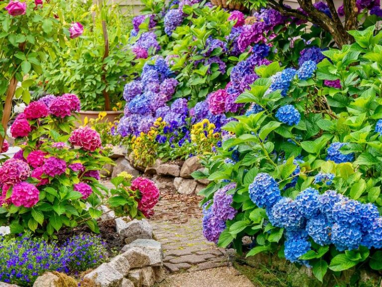 Plant These California Flowering Shrubs Instead of Hydrangeas That Look Great in the Nursery but Fry by August