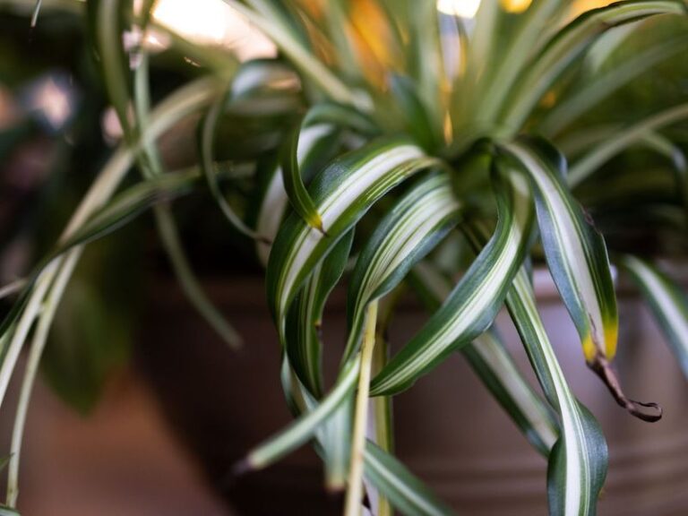 Your Potted Spider Plant Gets Brown Tips Because of One Watering Habit — Here’s the Balance It Actually Wants