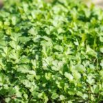 The Most Underrated Herb North Carolina Gardeners Should Plant This September for a Harvest Before First Frost