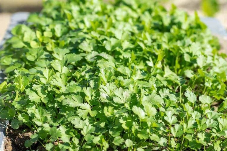 The Most Underrated Herb North Carolina Gardeners Should Plant This September for a Harvest Before First Frost