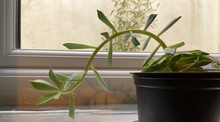 Your ZZ Plant Grows Tall and Leggy Instead of Full and Bushy — Here’s the One Change That Fixes It