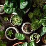 Skip These Houseplants Before You Bring Them Indoors This Fall – Here Are the 8 That Quietly Cause Trouble