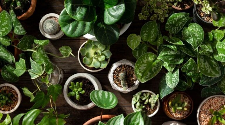 Skip These Houseplants Before You Bring Them Indoors This Fall – Here Are the 8 That Quietly Cause Trouble