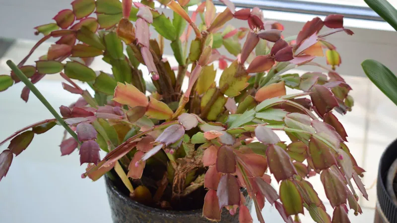 Your Christmas Cactus Leaves Turn Purple Instead of Green – Here’s What the Stress Is Telling You to Fix