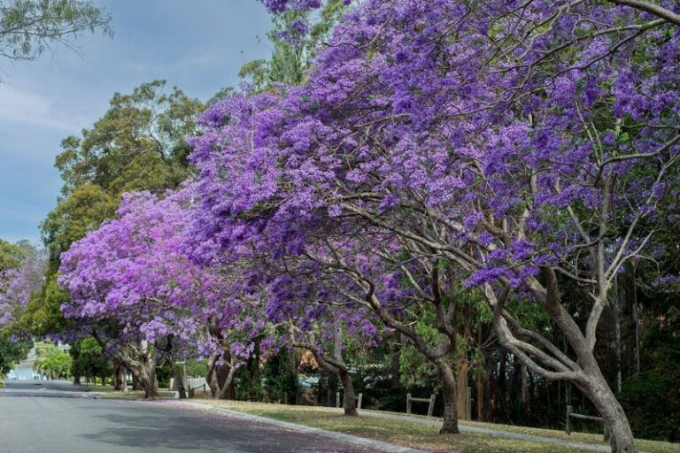 How to Deep-Water Your California Shade Trees Before the Next 100-Degree Stretch Hits, Before the Damage Shows