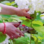 Your Hydrangeas Set Next Spring’s Biggest Blooms With What You Do Right Now
