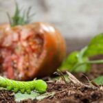 Texas hornworms strip fall tomato leaves fast, and their black droppings give them away