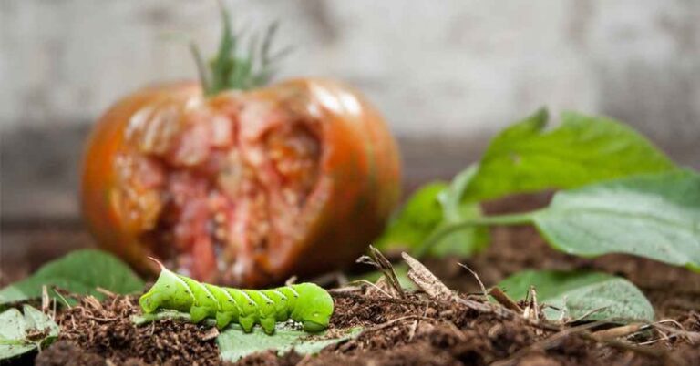 Texas hornworms strip fall tomato leaves fast, and their black droppings give them away