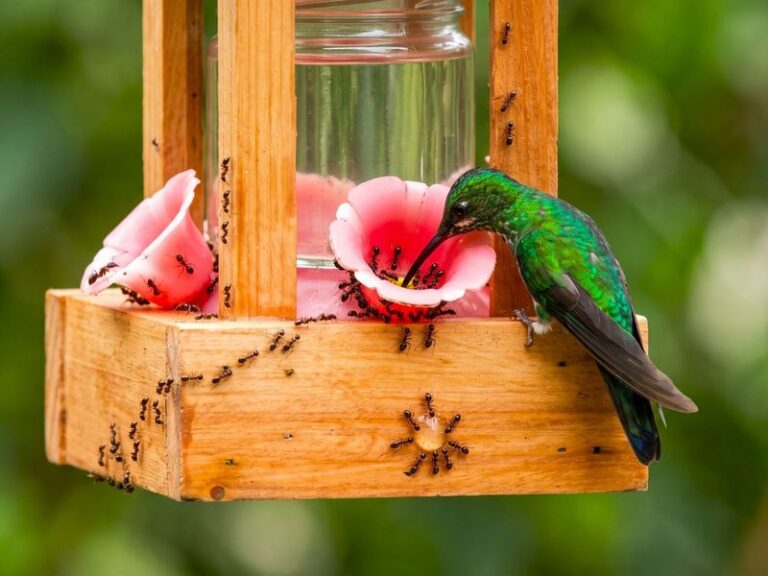 Something Keeps Marching Up to Your Hummingbird Feeder and Swarming the Nectar — Here’s How to Stop the Ants for Good