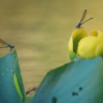 Roseate Spoonbills Skip Most Florida Yards Until You Add These Wetland-Edge Natives