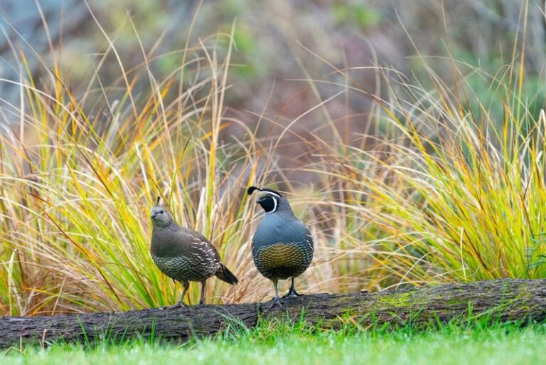 California Quail Suddenly Nest in Backyard Gardens in Groups, and This Is the Yard Condition Pulling Them In