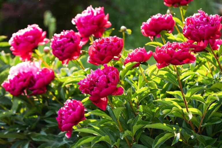 The One Thing North Carolina Gardeners Must Do to Peonies in September or They Won’t Bloom Next Spring