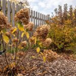 Your Hydrangeas Finish Blooming With Next Year Already Decided — Do This Before Cold Sets In