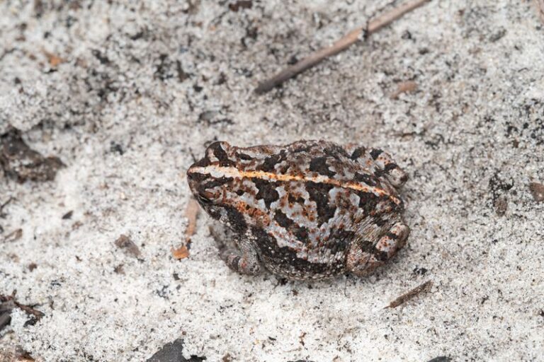 What It Really Means When Toads Keep Showing Up by Your North Carolina Back Door Every Night