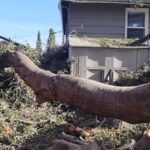 Who Actually Pays in California When Your Neighbor’s Dying Tree Finally Falls Into Your Yard