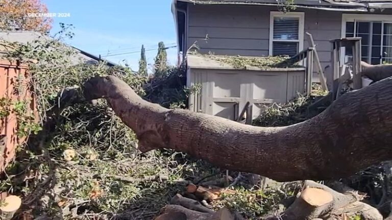 Who Actually Pays in California When Your Neighbor’s Dying Tree Finally Falls Into Your Yard