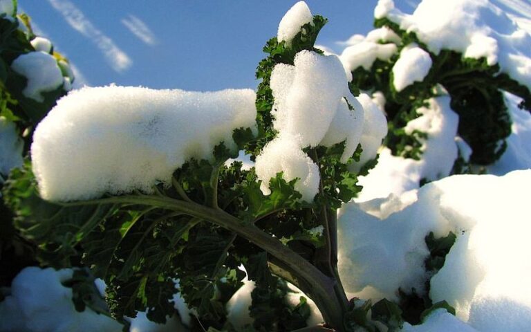 Your Fall Kale Grows Slower and Slower as the Nights Turn Cold – Here’s the Feeding Slip Behind the Stall