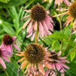 10 Spots in North Carolina Yards Where Coneflowers Quietly Fail No Matter How Well You Care For Them