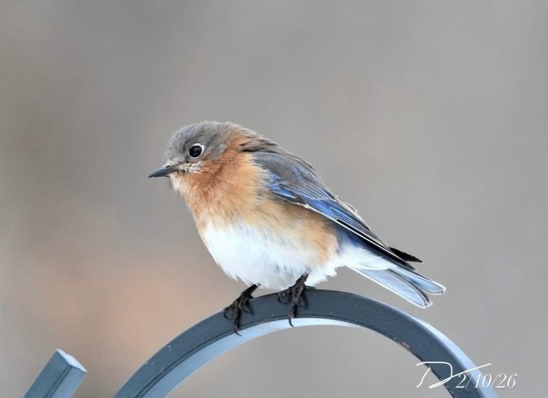 Simple Habits That Bring Bluebirds Back To Your Central Texas Yard and Clear Out the Grasshoppers