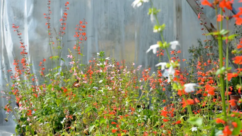7 Florida Native Sages That Feed Pollinators and Fill In Bare Beds Without Constant Watering