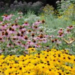 Scatter These Native Seeds Across a Bare North Carolina Slope This Fall for a Wildflower Wall by Spring