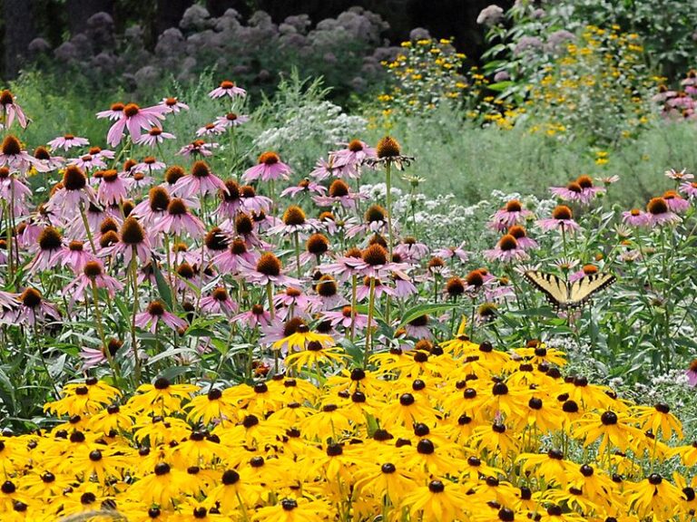 Scatter These Native Seeds Across a Bare North Carolina Slope This Fall for a Wildflower Wall by Spring