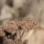 7 North Carolina Perennials That Feed Songbirds All Winter With Seed Heads You Should Never Cut Back