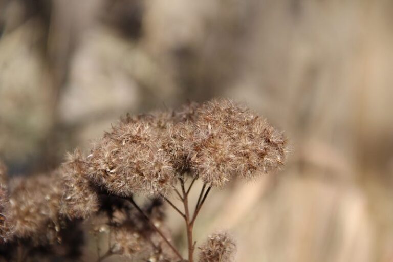 7 North Carolina Perennials That Feed Songbirds All Winter With Seed Heads You Should Never Cut Back