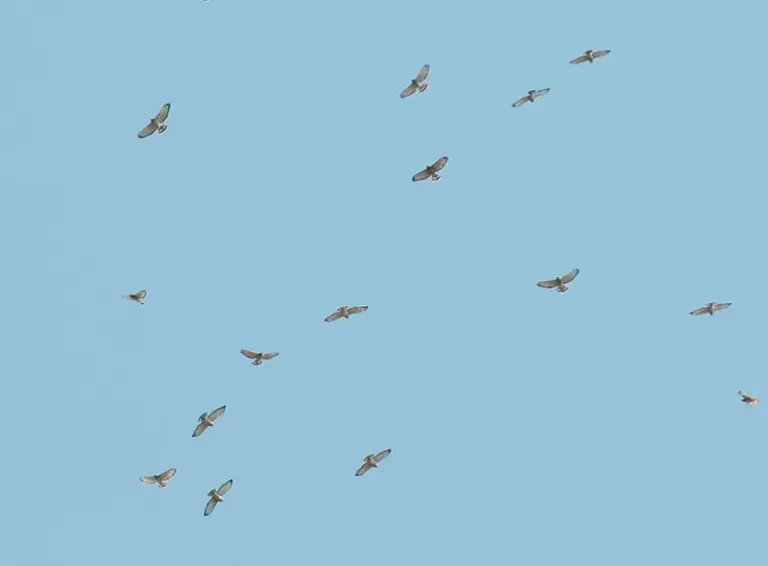 What It Means When a Kettle of Broad-Winged Hawks Circles Your Central Texas Yard Each Fall
