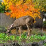 What It Really Means When Deer Start Raiding North Carolina Gardens in Early Fall