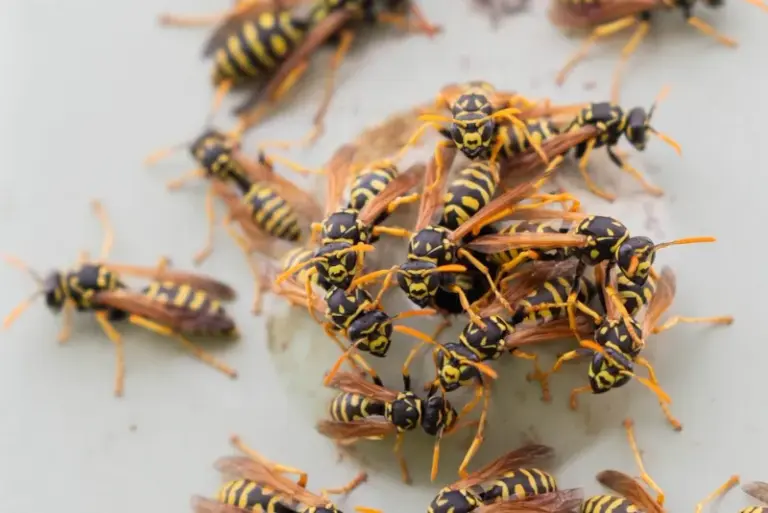 7 Florida Yard Conditions Quietly Drawing Bigger Yellowjacket Swarms This Fall – and What Pulls Them In