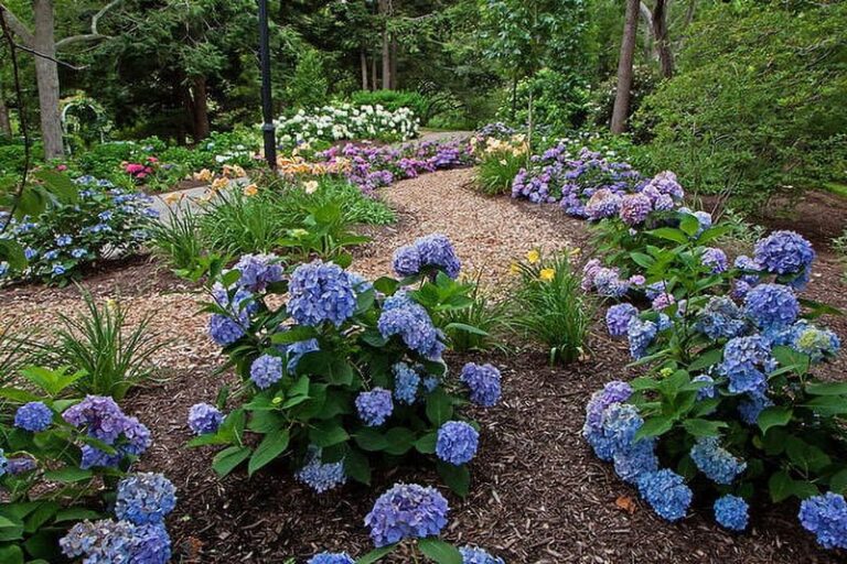 Your Endless Summer Hydrangeas Bloom Once and Quit — Here’s the Care Timing That Gets a Second Round
