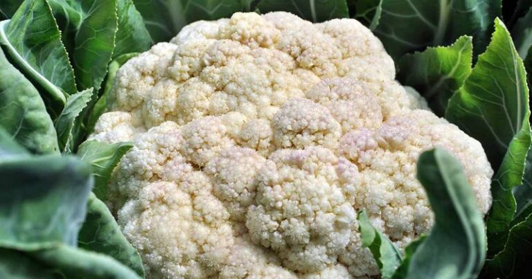 Your Fall Cauliflower Heads Turn Loose and Ricey Instead of Tight and White — Here’s the Heat Slip Behind It