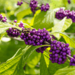Most Florida shrubs stop earning their space by fall, but these 7 start looking better now