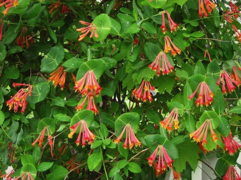 Skip English Ivy on Your North Carolina Fence Line and Plant This Native Vine That Feeds Birds Instead