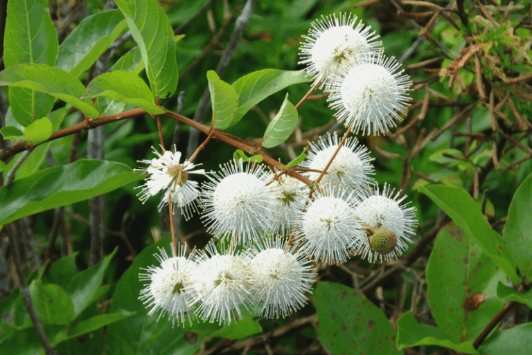 Florida yards with fewer mosquitoes usually start with these 7 dragonfly-friendly plants