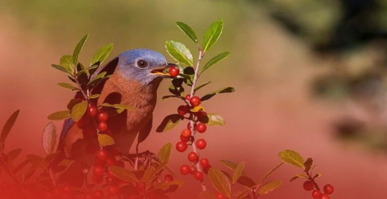 7 Florida Native Plants That Bring the Pickiest Songbirds Into Your Yard for Good