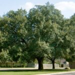 The Fast-Growing Texas Shade Tree Homeowners Are Planting Now To Cool Their Yard Before Next Summer
