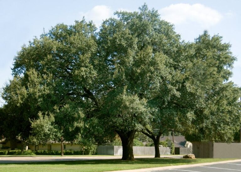 The Fast-Growing Texas Shade Tree Homeowners Are Planting Now To Cool Their Yard Before Next Summer