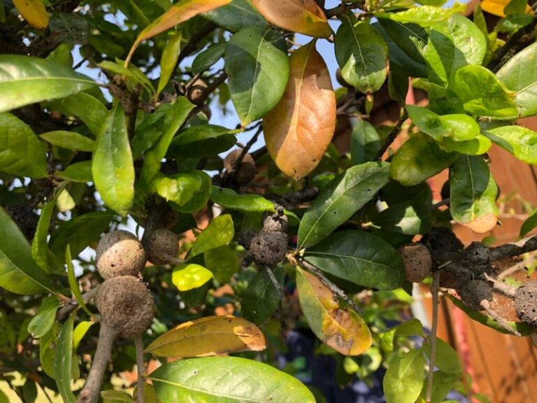 Your Central Texas Live Oak Leaves Are Yellowing and Dropping in Fall – Could Alkaline Soil or Iron Chlorosis Be the Cause?
