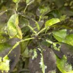 Why Your California Crape Myrtles Develop a Sticky Black Coating by Early Fall, and What’s Really Causing It