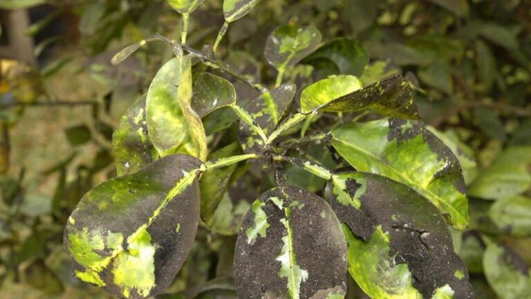 Why Your California Crape Myrtles Develop a Sticky Black Coating by Early Fall, and What’s Really Causing It