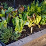 Your Tomato Plants Are Winding Down — Here Are the Fall Vegetables That Should Take Their Spot Right Now