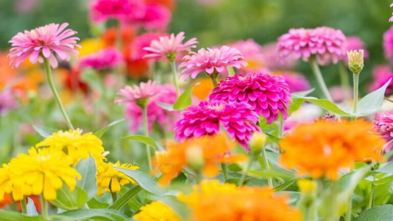 Can You Still Plant Zinnias in September, or Have You Missed the Window This Year?