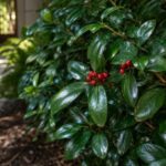 Replacing boxwood in Florida gets easier with these 7 natives that stay full through fall