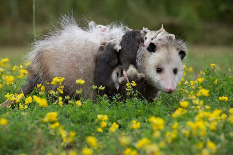 7 Florida Native Plants That Turn an Opossum Visit Into Free Pest Control for Your Yard