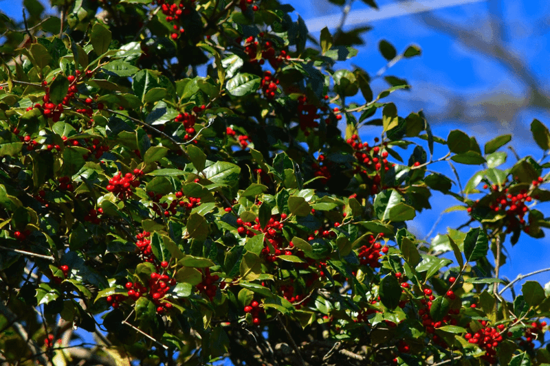 The Fall Step North Carolina Hollies Need Now So Winter Berries and Leaves Stay Strong